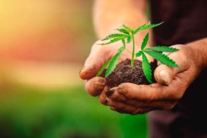 Persona sosteniendo una pequeña planta de marihuana de un cultivo legal en España