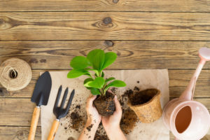 Cómo hacer tu cultivo indoor casero